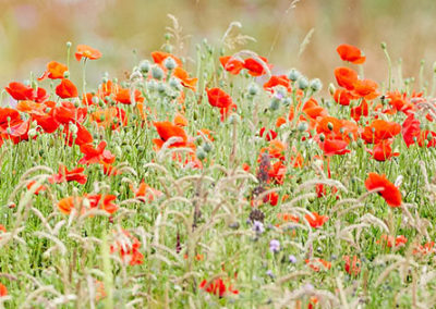 Poppies