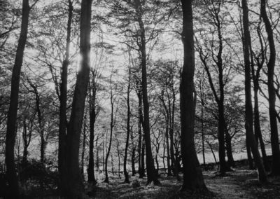 Autumn, Corbar Woods