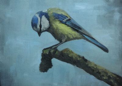 Blue Tit