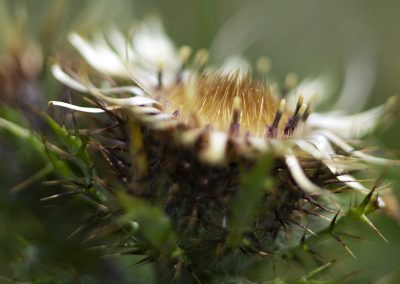 Carline Thistle