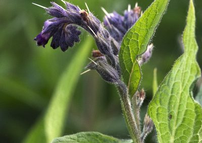 Comfrey