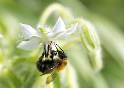 Common Borage