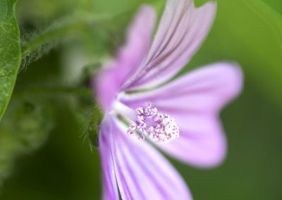 Common Mallow