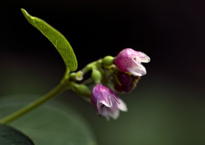 Common Snowberry