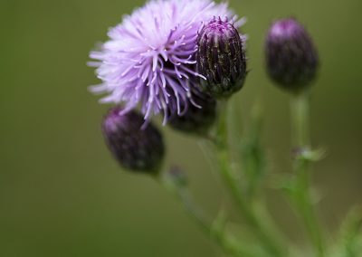 Creeping Thistle