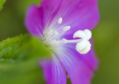 DSC_1664 Hairy Willow Herb