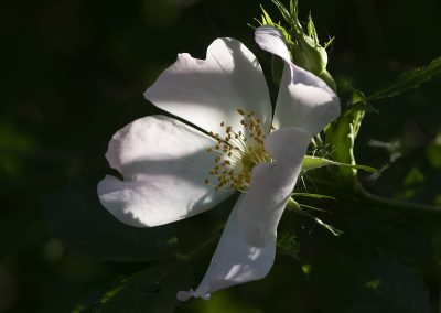 Dog Rose