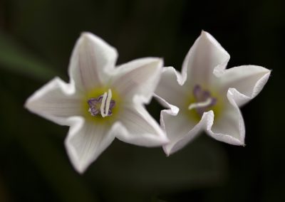 Field bindweed