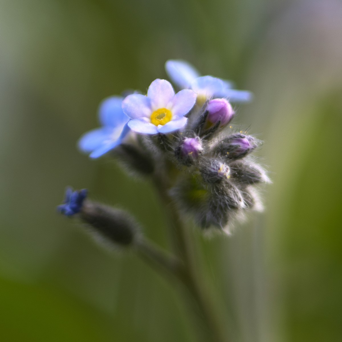 Forget me not flower and emerging pink buds