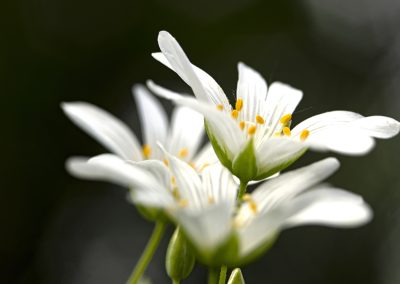 Greater Stitchwort