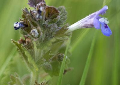 Ground Ivy2