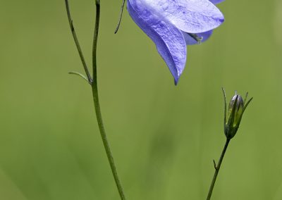 Harebell