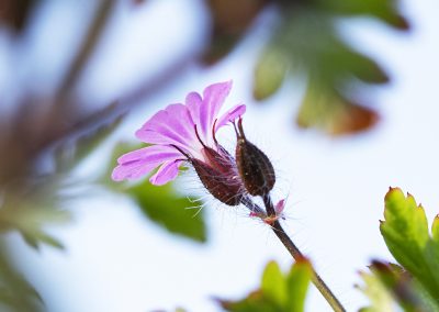 Herb Robert