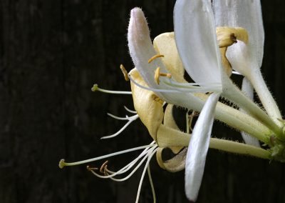 Honeysuckle