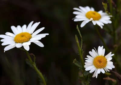 Oxeye Daisy