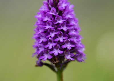 Pyramidal Orchid