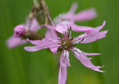 Ragged Robin (Silene flos-cuculi) 2 copy