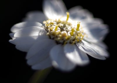 Sneezewort