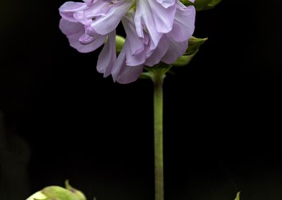 Soapwort