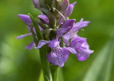 Southern Marsh Orchid 2 copy