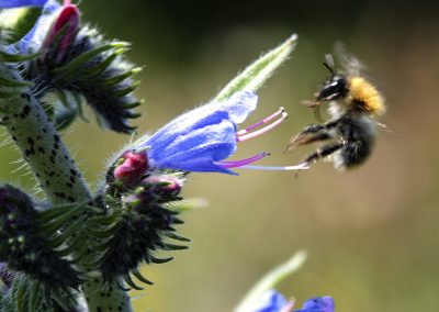 Vipers Bugloss