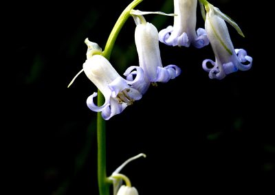 White bluebells