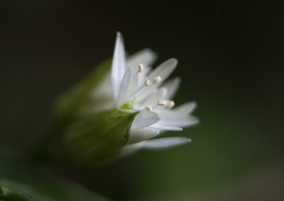 Wild Garlic bud