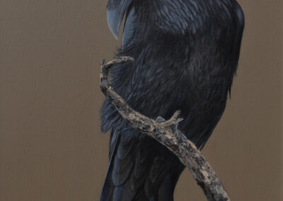 raven