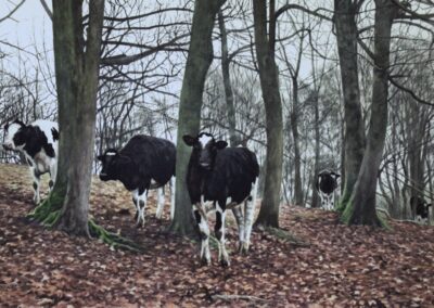Cattle in a wood